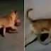 Cachorro é visto carregando cabeça humana decapitada pelas ruas