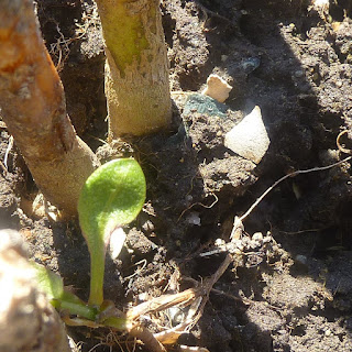 One oval leaf coming up out of the soil in front of dry stalks