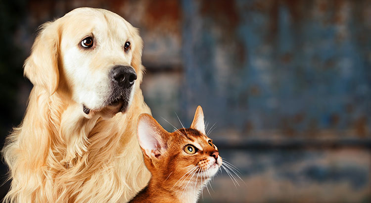 Cães e gatos: veterinário lista alimentos consumidos por humanos que os pets podem comer