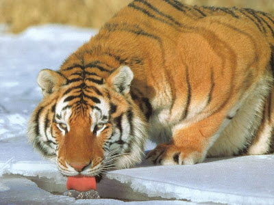 Sharp Hunting Animal Tiger drinking water on ice berg wallpapers