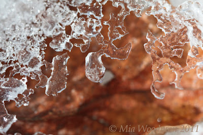 ice on leaf image