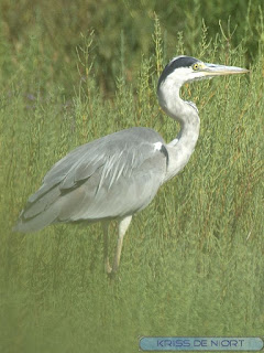 Ardea cinerea - Héron cendré