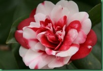 camellia bloom