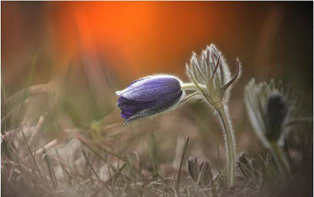 Hairy Flowers