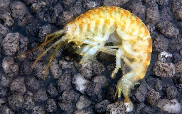 http://www.cbsnews.com/news/killer-shrimp-could-invade-the-great-lakes/