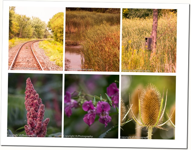 Mabel Davis Trail collage