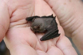 Bumblebee Bat