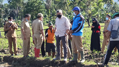 Bareng Petani, Bupati Pinrang Turun Ke Sawah Berantas Hama Tikus