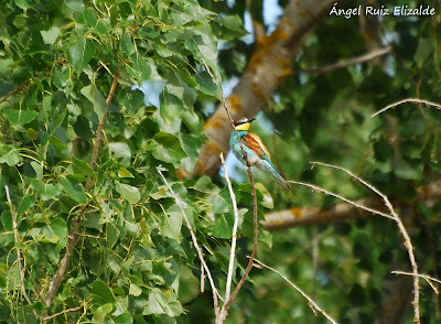 Abejaruco común (Merops apiaster)