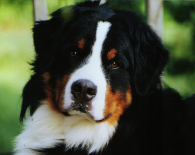 Bernese Mountain Working Dog