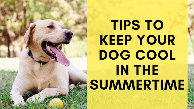 Prevent Your Pet From Overheating With These Cooling Accessories