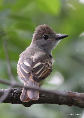 Fledgling Great Crested Flycatcher