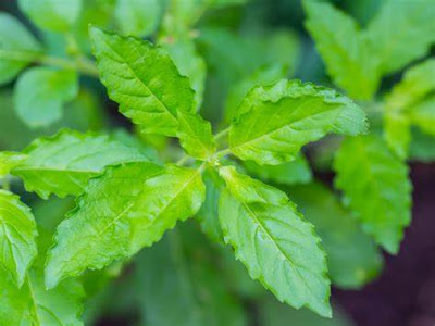 tulasi, Holi basil