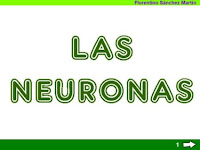 https://cplosangeles.educarex.es/web/sexto_curso/naturales_6/neurona_6/neurona_6.html