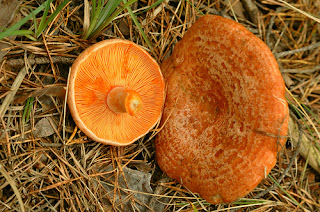 lactarius deliciosus, pinetell