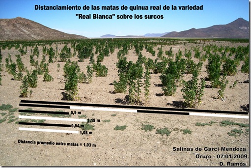 Distanciamiento_de_las_Matas_sobre_el_surco_de_Quinua_ Chenopodium_quinoa_Variedad_Real_Blanca-D.Ramos-Laquinua.blogspot.com