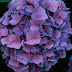 Hydrangeas:  The Perfect Flower