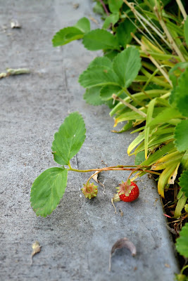 p patch, seattle, public space, gardening, urban, photography