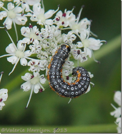 32-depressria-daucella-caterpillar