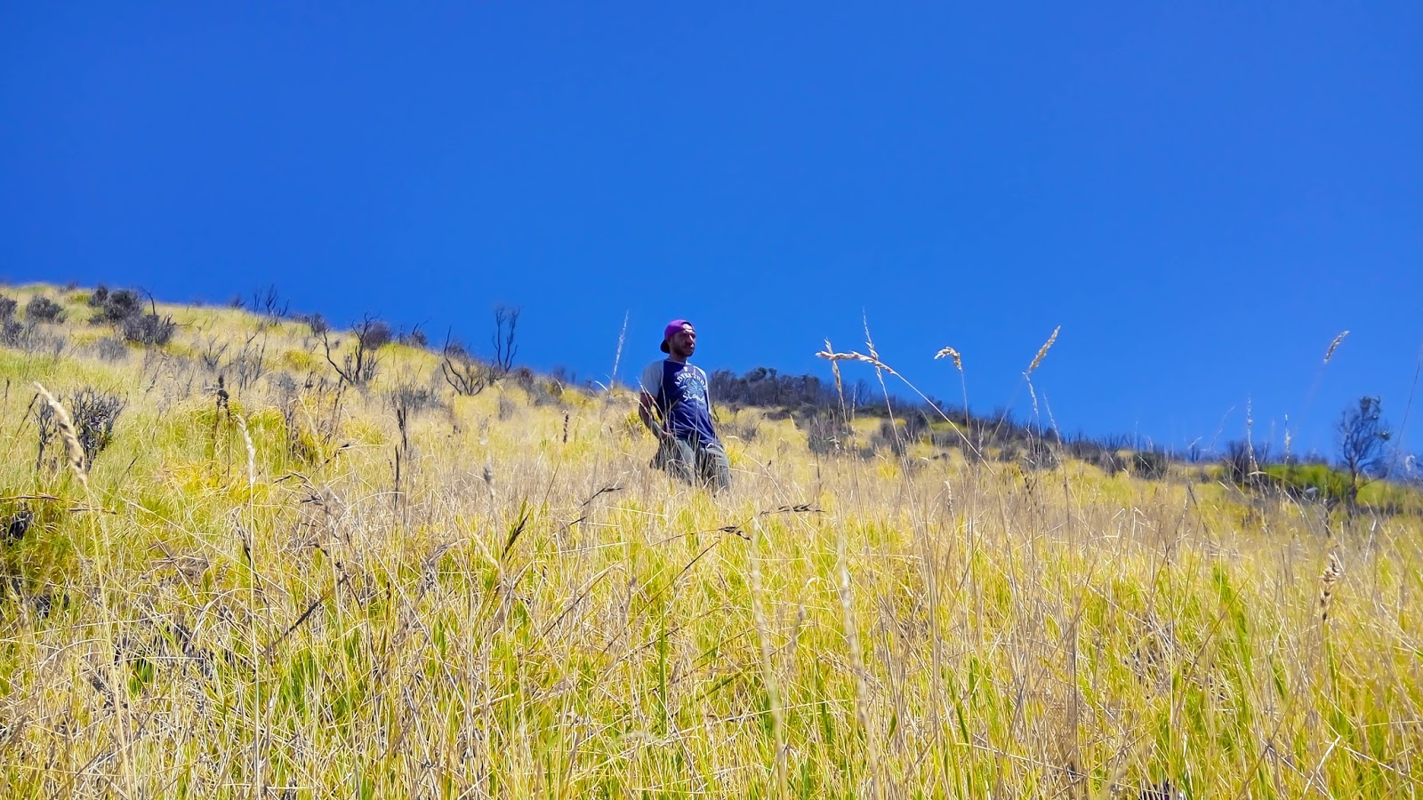 Ilalang Gunung Sindoro