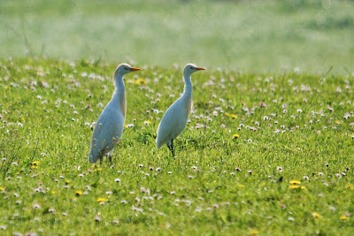 Feereager - Koereiger - Bubulcus ibis