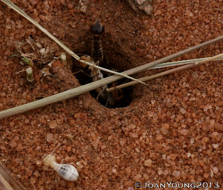 South African Photographs: Northern Harvester Termites (Hodotermes 