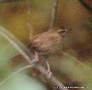 Winter Wren