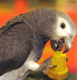 African Greys