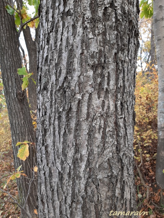 Липа амурская (Tilia amurensis)