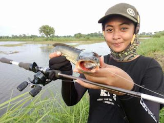 Tips mancing gabus kimbun kimberly