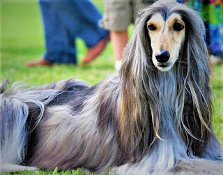 Afghan Hound History The breed of dogs Afghan greyhound is widely known all over the world not only because of its amazing appearance but also because it is one of the oldest breeds on earth. The latest DNA research has confirmed that the Afghan greyhound originated long before Christmas, and therefore its existence is probably more than 3,000 years old. In the homeland of these animals have long been called Tasi.  Now they are rarely used for hunting, but until a few centuries ago everything was exactly the opposite. The Afghan greyhound was an outstanding hunting dog, with which even the leopard went, another issue is that to fight such a predator, of course, dogs required several. Also, it should be noted that dogs were not usually directly involved in the killing of the predator, as their task was to drive him and restrict movement until the arrival of the gamekeeper, who usually followed his assistants on horseback.  In fact, apart from DNA tests and stories, as well as folklore and images, there is no other evidence of these animals. It is believed that the modern Afghan greyhound originated from the interbreeding of an ancient Afghan breed with Saluki. The first official written testimony dates back to 1925. This is the first official written document that concerns Afghan greyhounds and belongs to the pen of an English officer.  The officer kept a whole kennel of these dogs near Kabul, and sent several individuals to England, in fact, the document tells us about this. It's an official report, something like an invoice. From England, the breed spread to America. Where also earned a lot of positive reviews.  In the seventies, there was a huge jump in popularity of this breed, and all thanks to the Barbie doll. The fact is that it was in the 70s that a famous series was released, which included a breed of dogs Afghan greyhound, which made it one of the most recognizable breeds in America and around the world. In the '80s these dogs became real stars at the exhibitions of the American Kennel Club.  Characteristics of the breed popularity                                           04/10  training                                                01/10  size                                                        07/10  mind                                                     01/10  protection                                          06/10  Relationships with children          08/10  dexterity                                            09/10     Breed information country  Afghanistan, Iran, Pakistan  lifetime  10-15 years old  height  Males: 64-74 cm Bitches: 61-79 cm  weight  Males: 23-34 kg Suki: 20-34 kg  Longwool  long-haired  Color  almost any color, most commonly found white, fawn, red, black, black with a tan, blue  price  800 - 1200 $    Description The Afghan greyhound has a graceful physique, elongated snout, long ears with thick hair that hang on the sides of the head. The limbs are long, the dog is tall in the withers, the coat covers the whole body with thick cover. The tail is short and often swirls upwards.     Personality The breed of dogs Afghan greyhound has a somewhat unconventional character, and this is expressed in everything. On the one hand, they are very loving and open animals that within their family are an endless source of kindness, affection, and fun. On the other hand, they suddenly, for no apparent reason, can become withdrawn and completely do not make contact.  In addition, the Afghan greyhound has a very developed intellect, and perfectly understands everything that is going on around it, feels the attitude of others, and the mood of the owner. Internal independence and isolation from all others, in fact, do not prevent these pets to be obedient and incredibly devoted.  Another thing is that the dog sometimes simply does not want to train or play with you, and it is useless to try with pressure, psychological or physical, to force it to train on the clearly designated day. In fact, it will not do any good, and will only be harmful. It is better to simply take this side of the nature of the animal as a given, and take into account that they live on this planet for thousands of years, which means that this side of nature is embedded in their blood and in their genes very deeply.  Very well treats children, if it is a child from the family in which the dog lives, she will silently perceive him as a native being. They can be skittish, so in a house, with children under 4 years of age, they are better not to keep because of harsh sounds and inappropriate child behavior towards animals. In fact, it's tough to seek out a lot of amatory, intelligent, and fond dogs in reference to idolized ones, however, in reference to strangers everything is totally totally different.   To strangers, the Afghan greyhound refers neutrally, but wary, aggression does not show, but always on the alert. If it is a family friend, the dog will show more friendliness, but not immediately. The Afghan will not bark at the guests either - rather he will simply ignore them. For this reason, as a watchman, this breed fits poorly.  These animals have a high enough energy level, they need to walk on the street every day, and it is desirable that the owner played with his pet in various games. It's a good idea to run together. It is not uncommon for Afghan greyhounds to choose one person as the sole owner, even if they live in a family. Other family members will obey, but to a lesser extent, though will love them as relatives.     Teaching As we have said above, the Breed of Afghan greyhound is quite independent. On the one hand, it can cause some difficulties in training, on the other hand, if the owner shows enough flexibility, and forms the right approach, problems can be avoided.  First, do not try to use pressure, screams, or beatings to force the dog to train when it is not located. It's only going to be more introverted, that's all. Better, go to the pet to meet, and move the training to tomorrow. If tomorrow the dog will not be very enthusiastic, try a little trick - translate the training process into the format of the game.  Just play with the dog, and in the process enter a few commands when you see that the animal is interested in the game. In addition, remember that the Afghan greyhound opens to kindness, affection, tenderness, and closes in response to rudeness. By the way, consider that the goodies when training this breed do not work as a motivator.     How to take care of an afghan hound dog? Afghan greyhound needs to comb the wool 2-3 times a week, their hair is long, thick, and therefore for the maintenance of the apartment, the breed is not very suitable.  The claws should be trimmed 3 times a month. Ears are cleaned 2-3 times a week, eyes are clean from deposits daily.  You need to bathe the dog once a week, and there is a "dance with a tambourine" - indoors should be warm, shampoo with a low level of RN should be a little diluted with water, moisten the wool with water at room temperature, and then apply shampoo from roots to tips, slightly massaging. Then you can use balm. Dry the hair with a hairdryer, the tangles are better to disassemble with your fingers. Also, the wool can be trimmed and can be left untouched.     Common diseases The Afghan greyhound has some health problems, like most other dogs. Among them:  hip dysplasia; Allergy Cancer juvenile cataracts are the main cause of vision loss in the Afghan Shepherd Dog; Hypothyroidism.