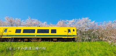 いすみ鉄道沿線の桜☆新田野桜街道