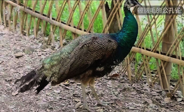 Burung merak trauma ekor dicabut pengunjung zoo The Reporter