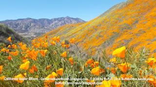 California Poppies Walker Canyon Super Bloom 2019