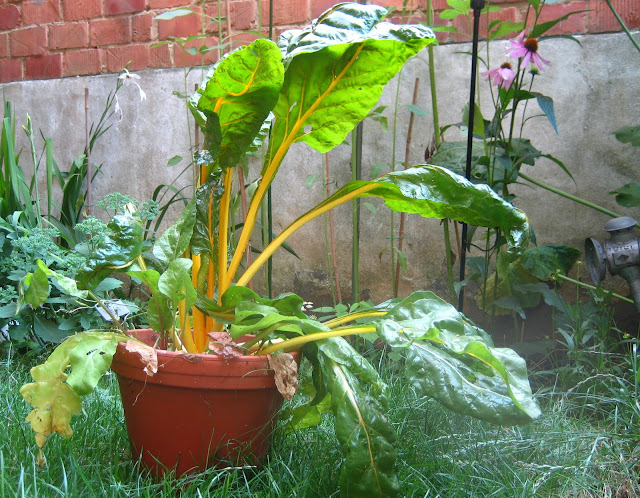 snijbiet uit de tuin, met recepten!