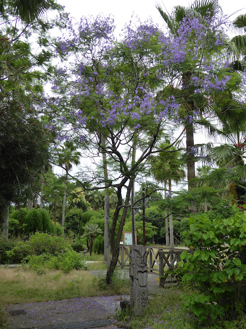 花博記念公園鶴見緑地のジャカランダ