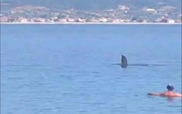 Μεγάλο ψάρι σκόρπισε τον τρόμο σε παραλία της Θεσσαλονίκης (video)