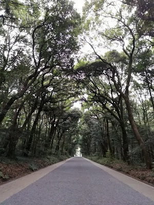 明治神宮　代々木方面の参道