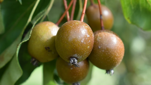 Груша сердцевидная (Pyrus cordata)