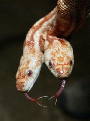 two headed snake