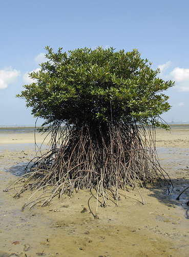 Annisa s Blog Contoh Report Text Mangrove Trees 