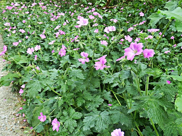 Gover Valley, Cornwall, wild flowers