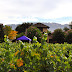 Winemaker’s Harvest: Landmark Vineyards