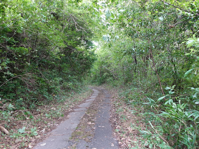 果樹園の農道