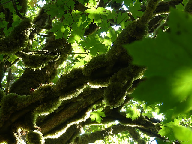 wide leaves and thick moss