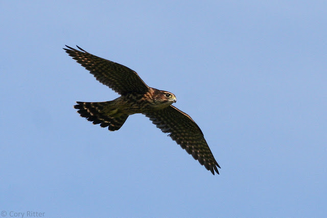 Merlin in Duluth Minnesota