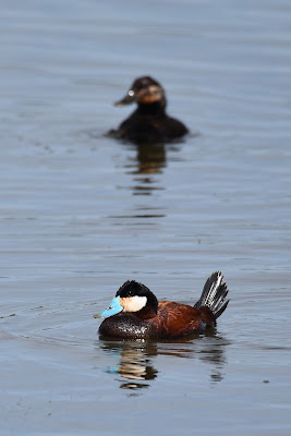 Ruddy duck Trans Canada Trail.