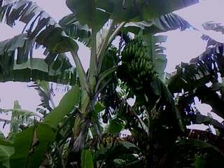 PETANI PISANG