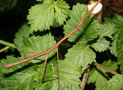 Insecto palo camuflado