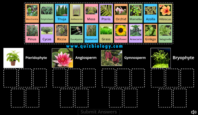 Plant Classification activity
